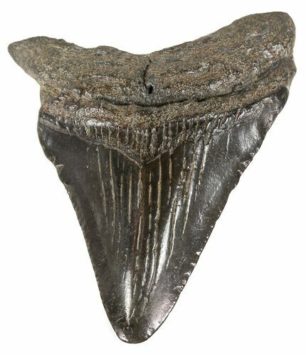 Juvenile Megalodon Tooth - South Carolina #52973